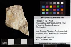 Foto (Objket + Etiketten) von Cracensigillatus acutirostris (Moericke, 1889) 